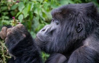 Gorillas & Masai Mara – Camping Reverse