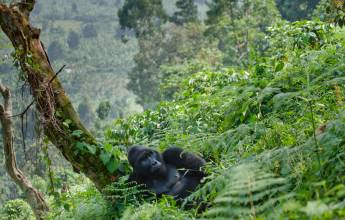 Gorillas & Masai Mara – Camping