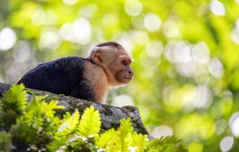 Costa Rica Coast to Coast Ride