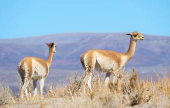 Cycle Chile & Argentina: Atacama to Salta