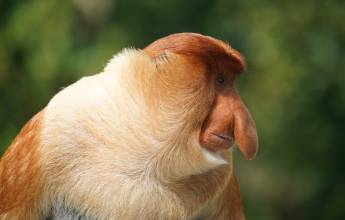 Borneo Wildlife Discoverer