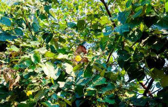 Borneo Wildlife Discoverer