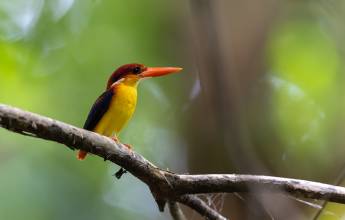 Borneo Wildlife Discoverer