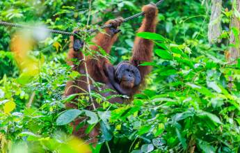 Borneo Wildlife Discoverer