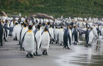 South Georgia and Antarctic Peninsula: Penguin Safari