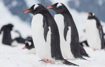 South Georgia and Antarctic Peninsula: Penguin Safari