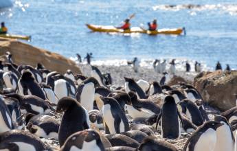 South Georgia and Antarctic Peninsula: Penguin Safari