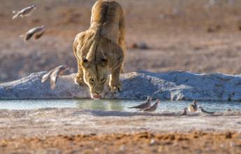 Botswana & Namibia: Delta & Dunes