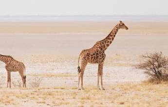 Botswana & Namibia: Delta & Dunes