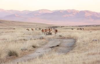 Przewalski's horse at khustain nuruu national park mongolia