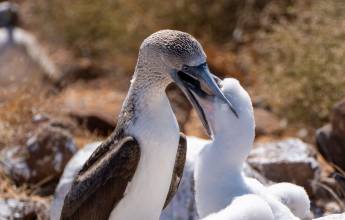 Galapagos Walking Adventure
