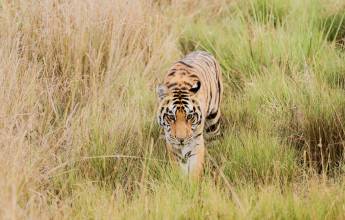 India Tiger Safari
