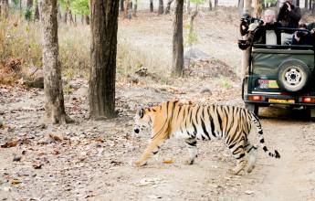 India Tiger Safari