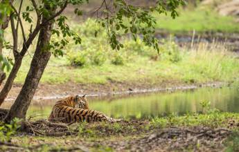 India Tiger Safari
