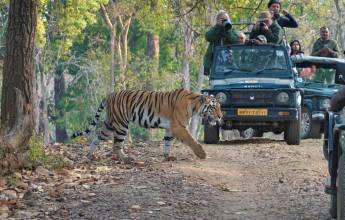 India Tiger Safari