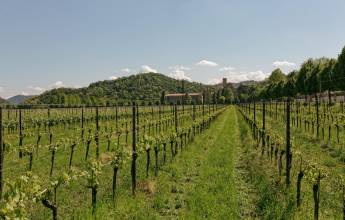 Walking in the Venetian Hills