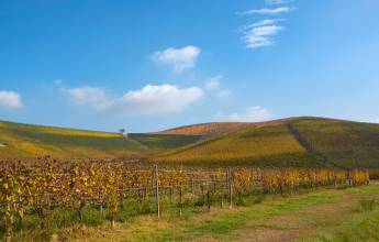 Fontanafredda vineyard
