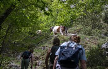 Italian Apennines: Walks & Wildlife