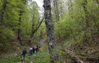 Italian Apennines: Walks & Wildlife