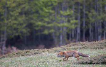 Italian Apennines: Walks & Wildlife