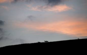 Italian Apennines: Walks & Wildlife