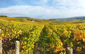 Champagne Vineyards