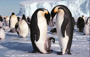 Emperor Penguin Quest: Expedition to Snow Hill