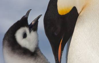 Emperor Penguin Quest: Expedition to Snow Hill