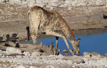 Namibian Family Adventurer