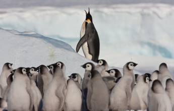 Emperor Penguin Quest: Expedition to Snow Hill