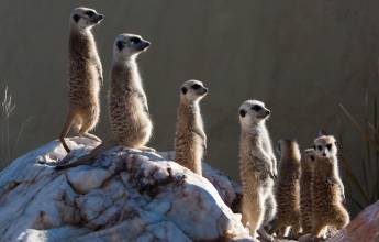 Namibian Family Adventurer