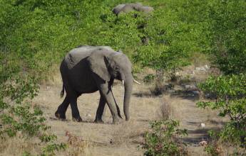 Namibian Family Adventurer