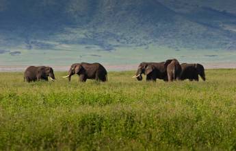 Viewing elephants on a safari holiday