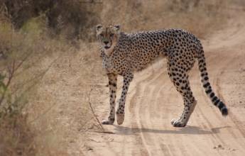 Namibian Family Adventurer
