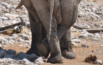 Namibian Family Adventurer