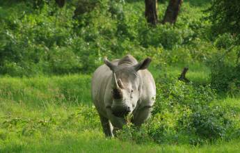 Gorillas & Masai Mara – Camping Reverse