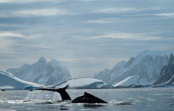 Antarctic Express: Fly the Drake