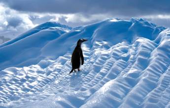 Antarctic Express: Fly the Drake