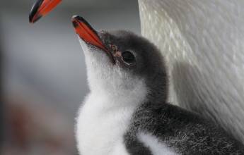 Antarctic Express: Crossing the Circle