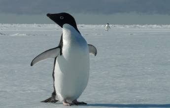 Antarctic Express: Fly the Drake