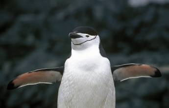 Antarctic Explorer: Discovering the 7th Continent 