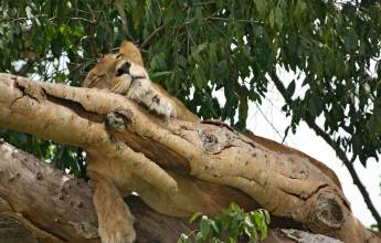 Chimps & Gorillas of Uganda