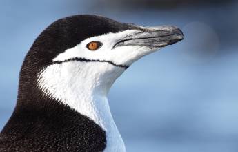 Antarctic Express: Crossing the Circle