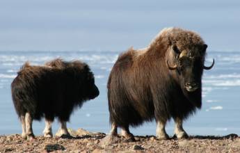 Northwest Passage: The Legendary Arctic Sea Route (Ultramarine)
