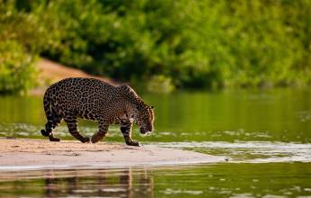 Jaguar on the water's edge, Brazil
