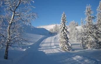 Cross-Country Skiing in Lapland