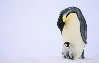 Emperor Penguins