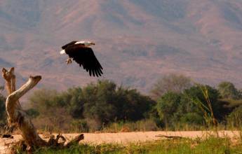 Zambezi Canoe Safari