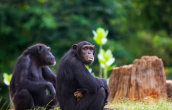 Chimps & Gorillas of Uganda