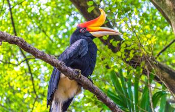 Borneo Wildlife Discoverer